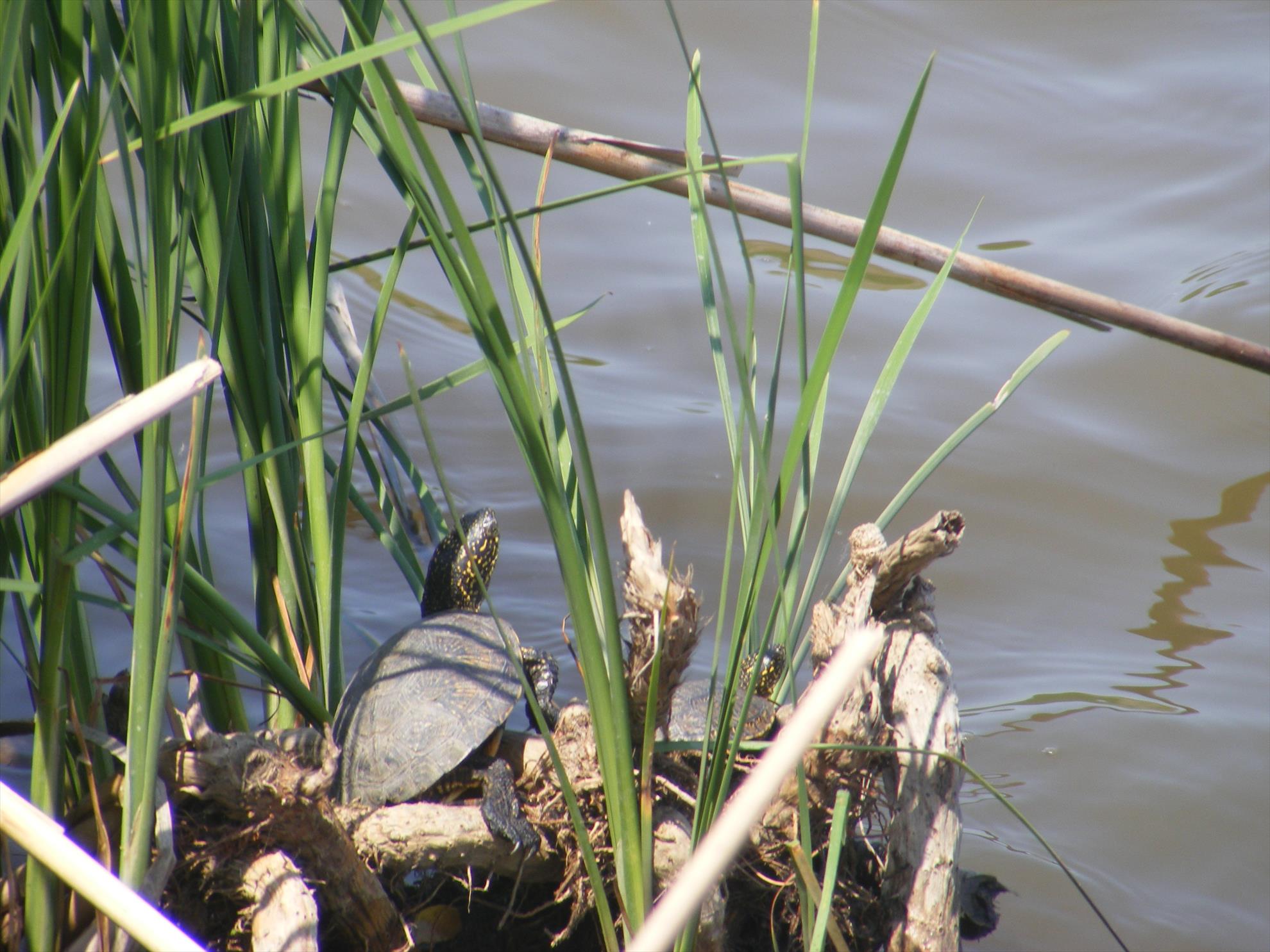 Love for fishing !!! - Coechipierul scana balta :)